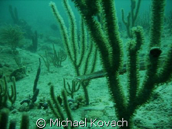 Trumpet fish hiding in the inside reef off Lauderdale by ... by Michael Kovach 